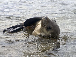 A playful seal in the morning sun

Sp-350

 by Cal Mero 